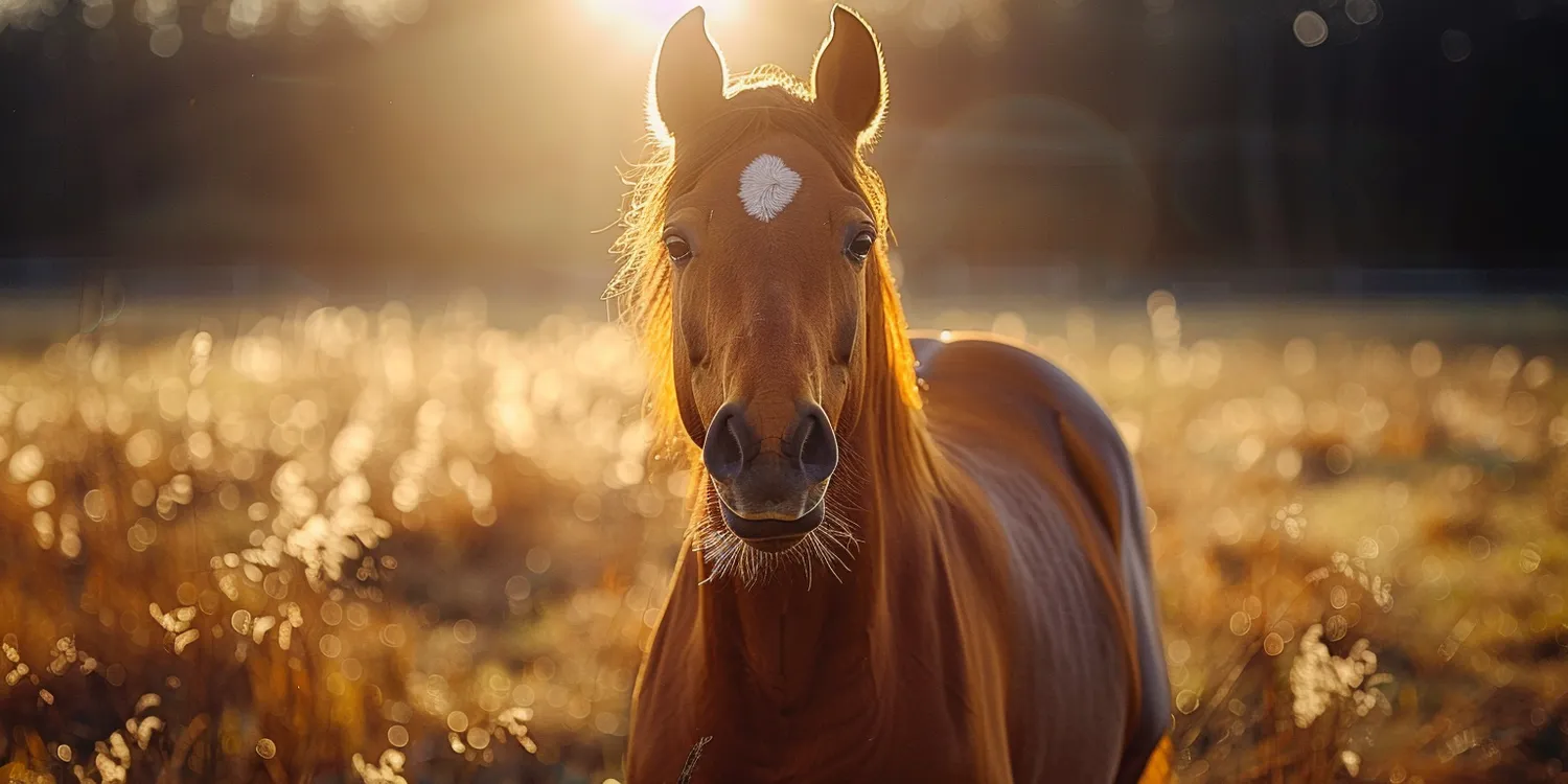 Jak zbudować krematorium dla zwierząt?